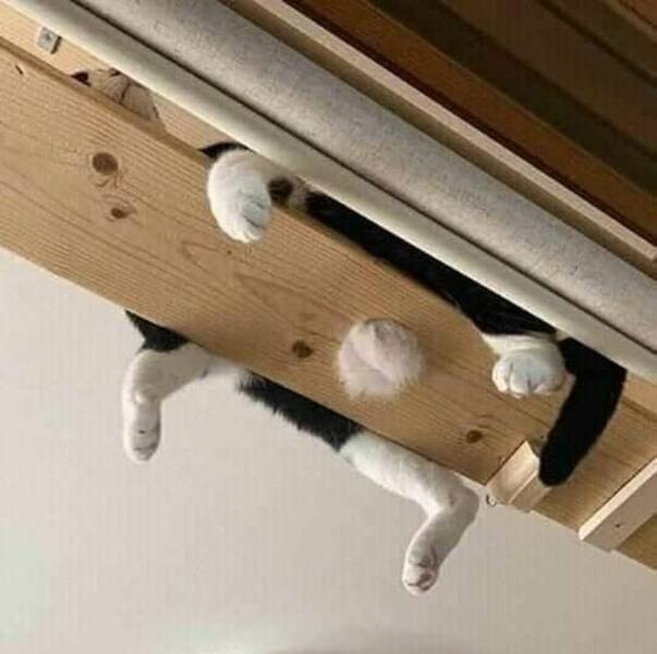 funnyanimals5_039