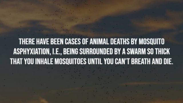 interestingfacts23_007