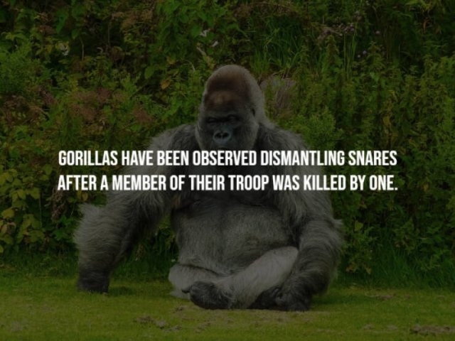 interestingfacts23_010