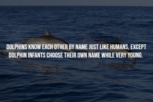 interestingfacts23_019