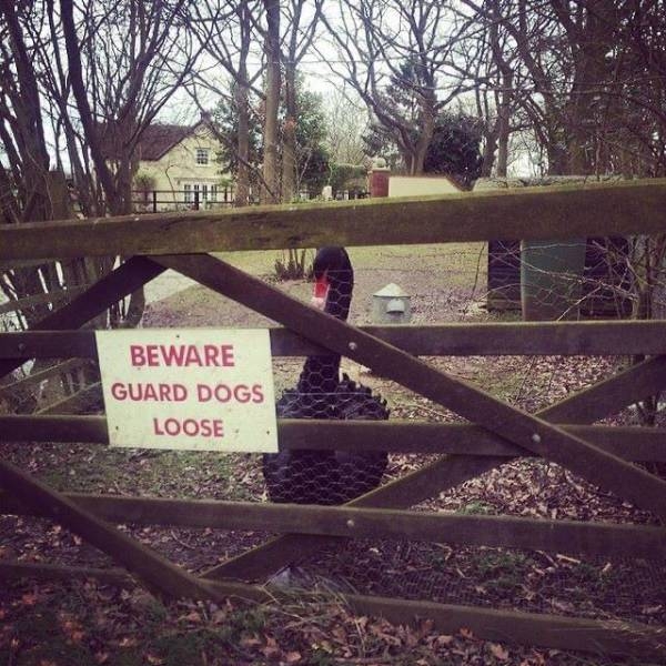 randompics560_053
