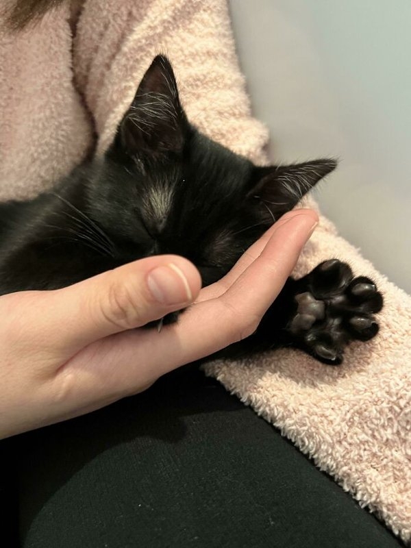 rescueanimals3_001