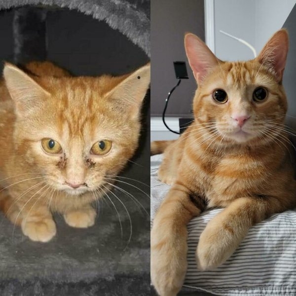 rescueanimals3_002