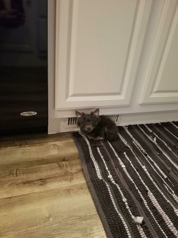 rescueanimals3_004