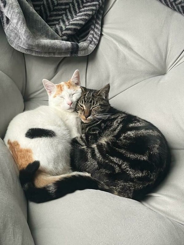 rescueanimals3_006