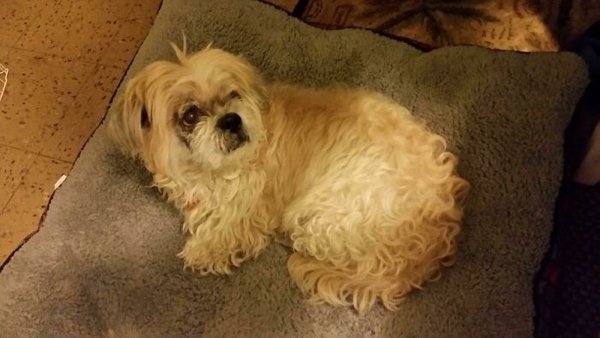rescueanimals3_007