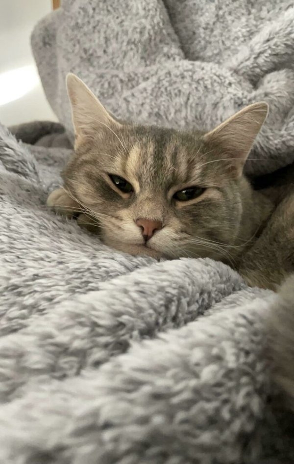 rescueanimals3_008