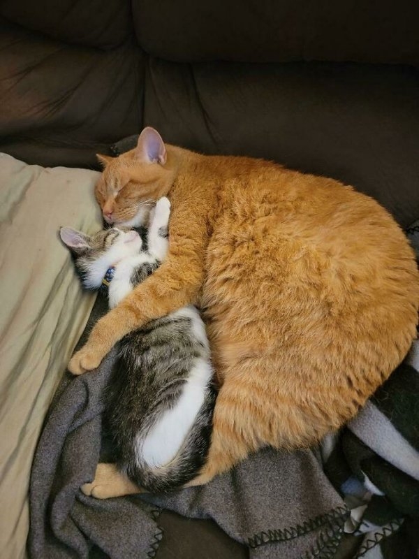 rescueanimals3_009