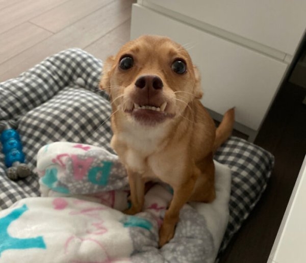 rescueanimals3_010