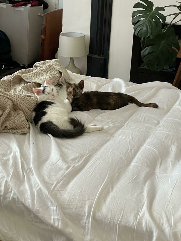 rescueanimals3_011