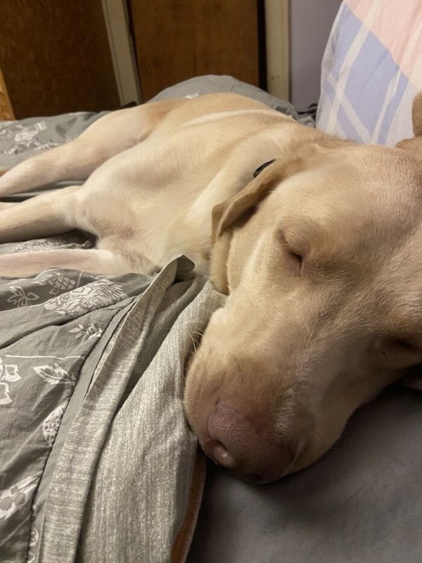 rescueanimals3_012