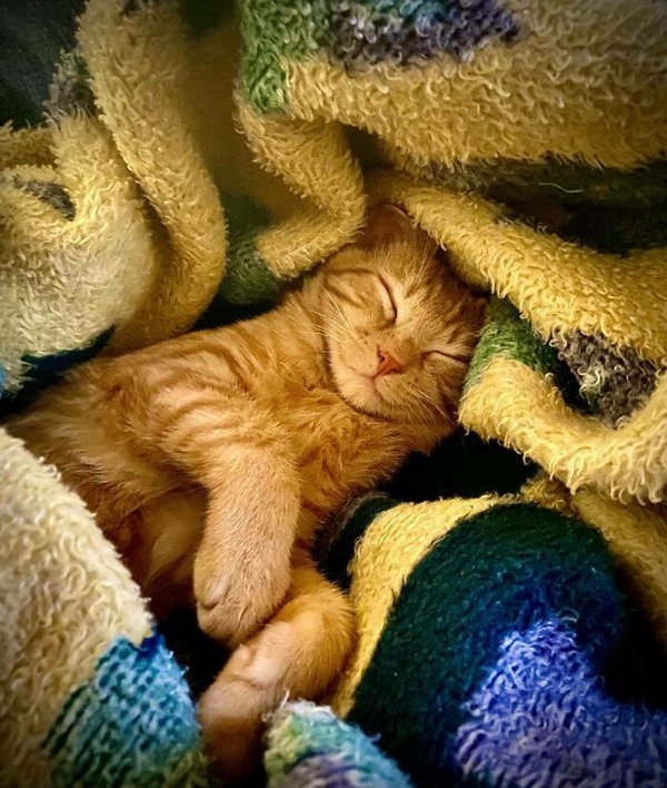 rescueanimals3_013