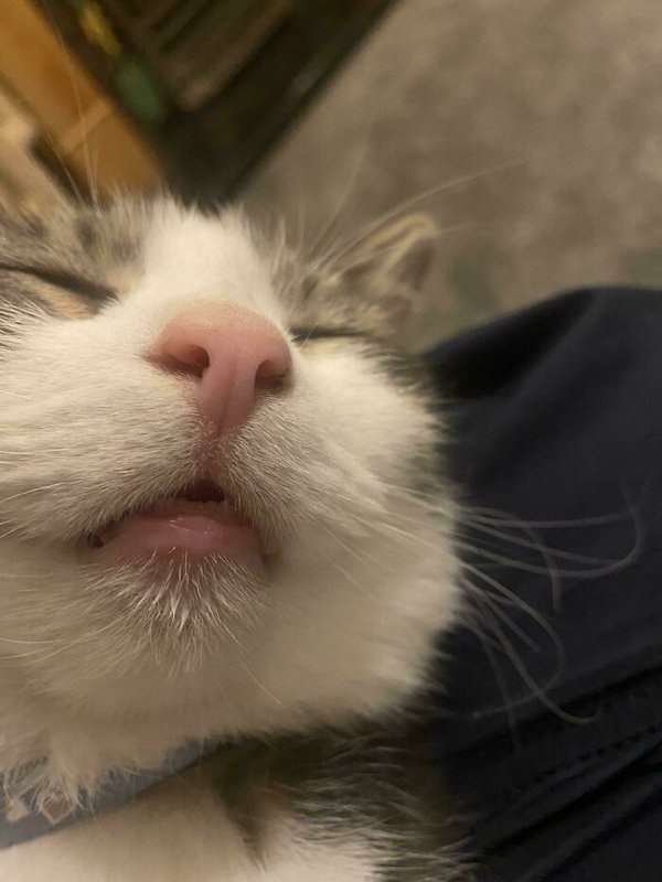 rescueanimals3_014