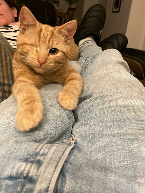 rescueanimals3_015