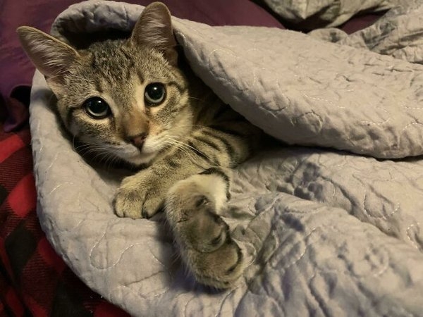 rescueanimals3_016