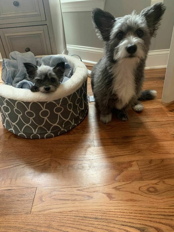rescueanimals3_017