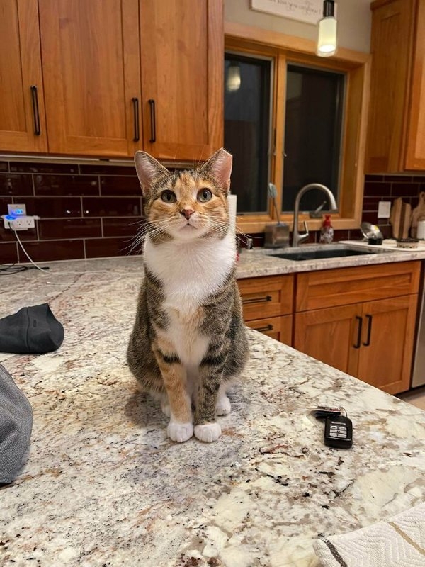 rescueanimals3_018