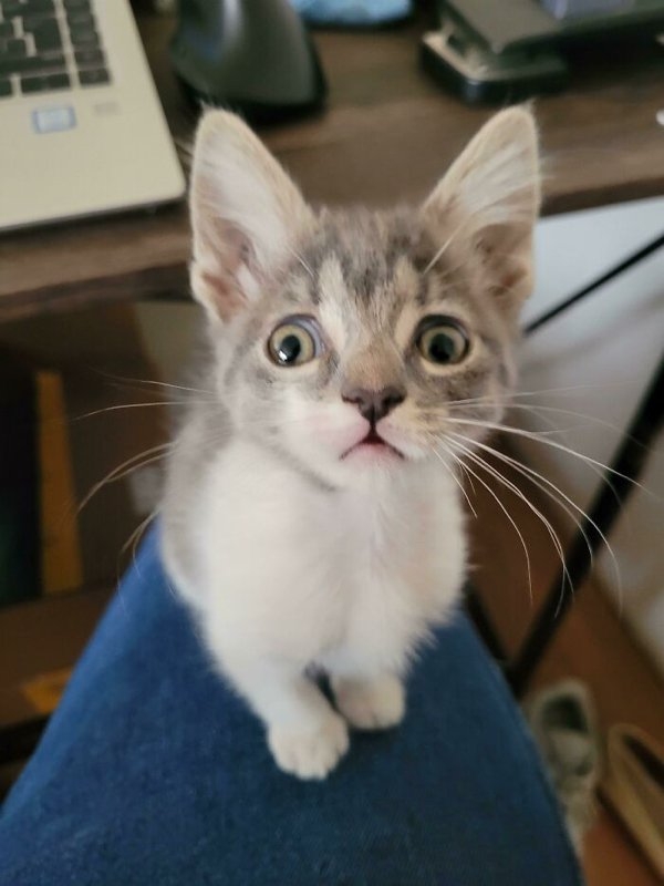 rescueanimals3_020