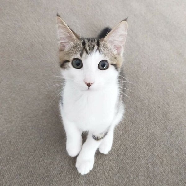 rescueanimals3_021