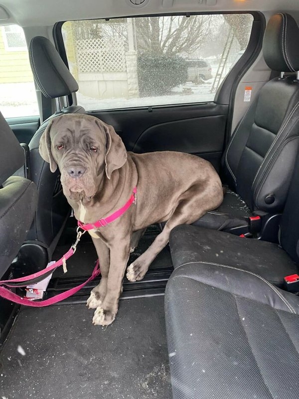 rescueanimals3_023