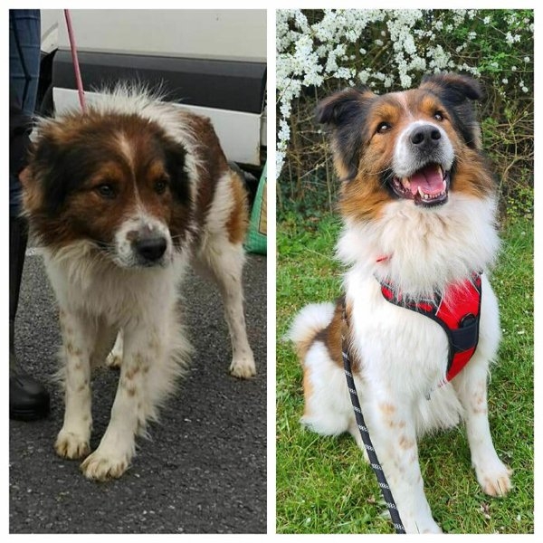 rescueanimals3_024