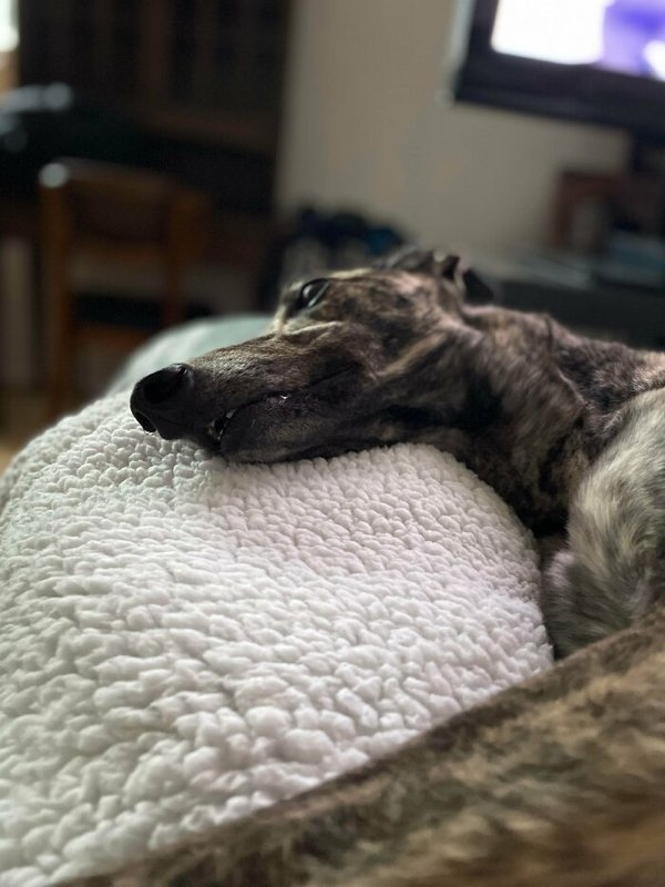 rescueanimals3_025