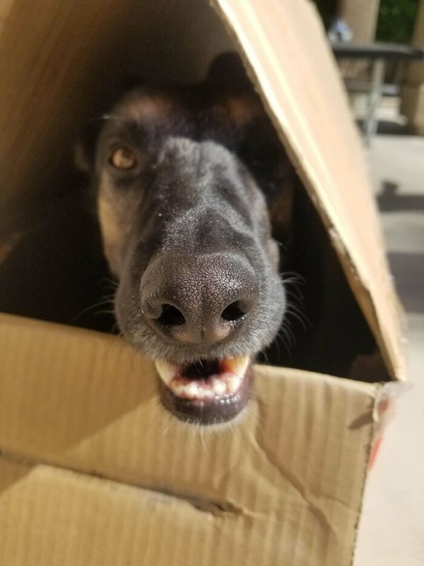 rescueanimals3_026