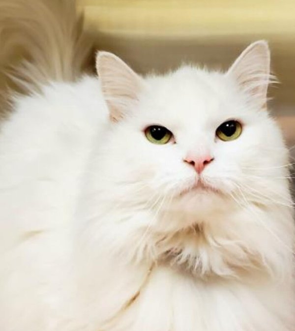 rescueanimals3_027
