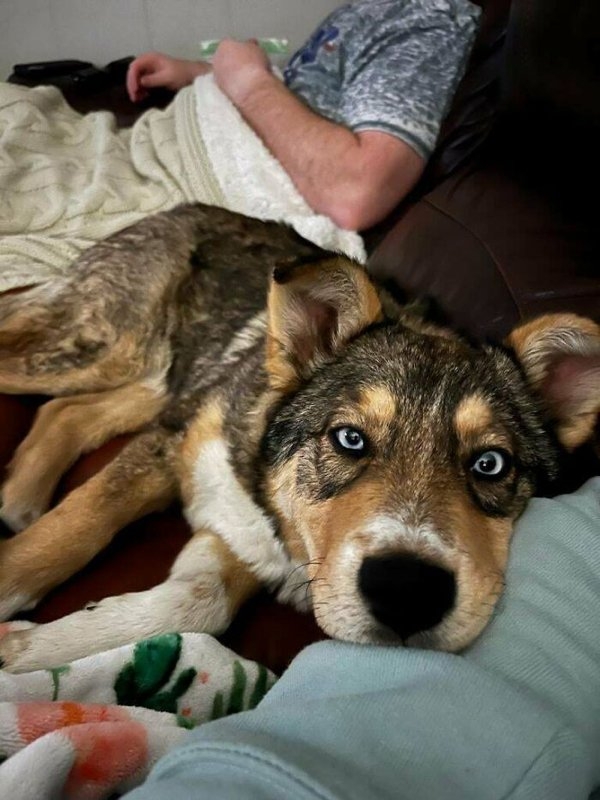rescueanimals3_030