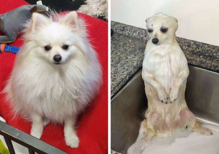 rescueanimals3_031