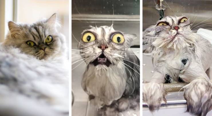 rescueanimals3_034