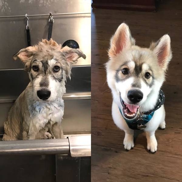 rescueanimals3_038