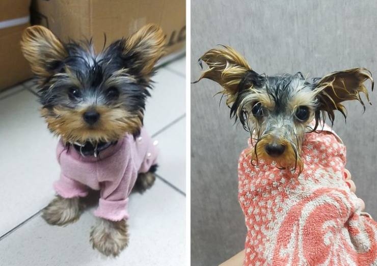 rescueanimals3_039