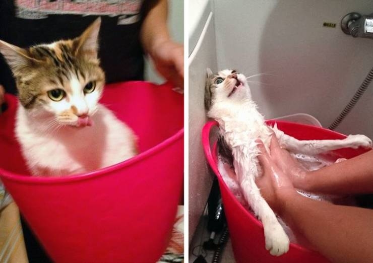 rescueanimals3_040