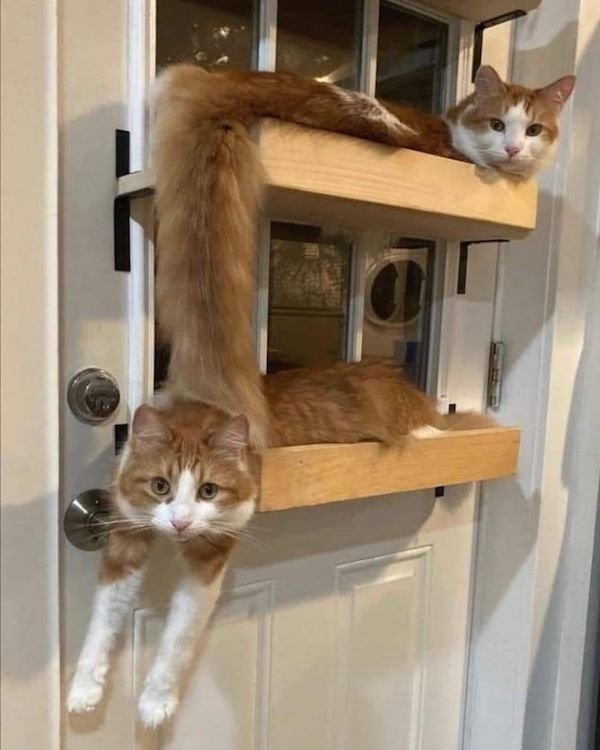 rescueanimals5_002