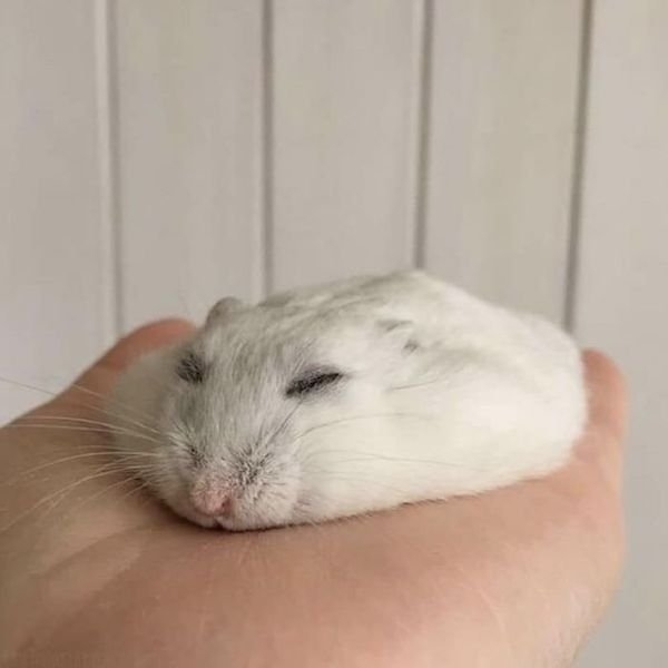 rescueanimals5_003