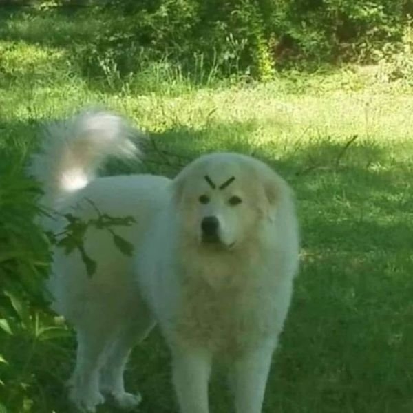 rescueanimals5_004