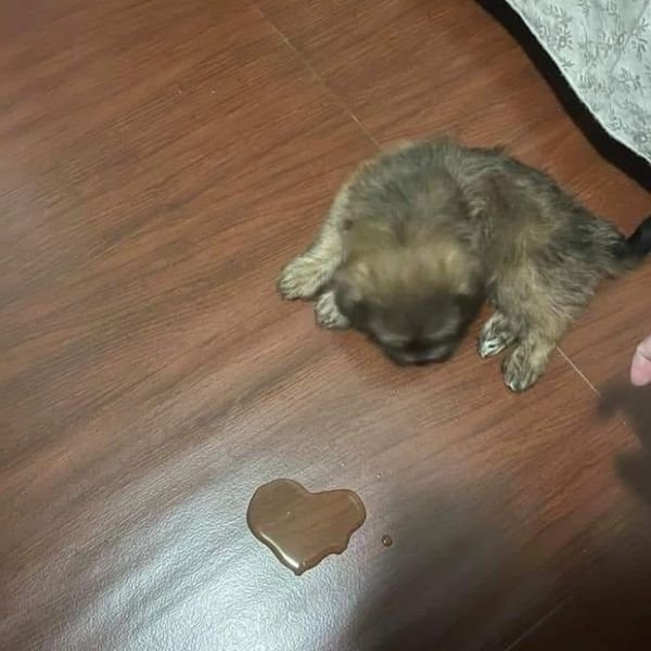 rescueanimals5_005