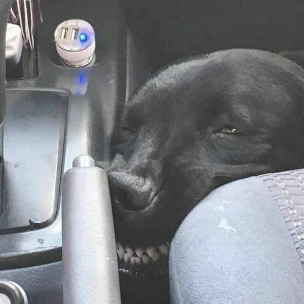 rescueanimals5_006