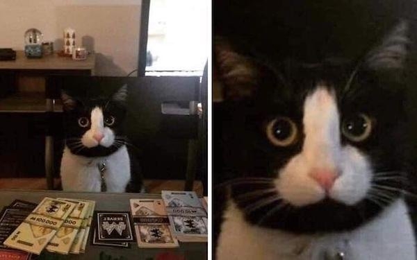 rescueanimals5_009