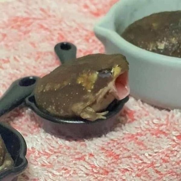 rescueanimals5_019