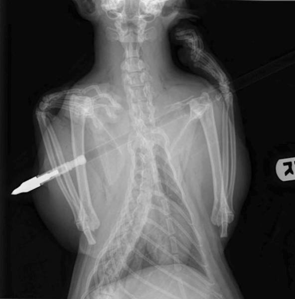xrays_004
