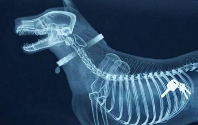 xrays_040