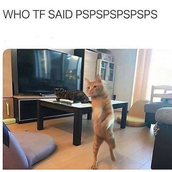 catmemes2_002