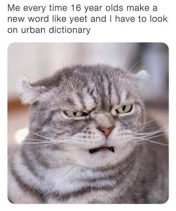 catmemes2_005