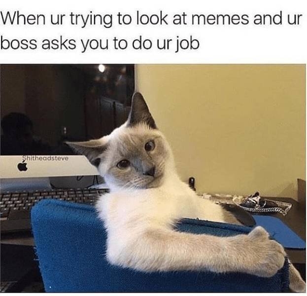catmemes2_006