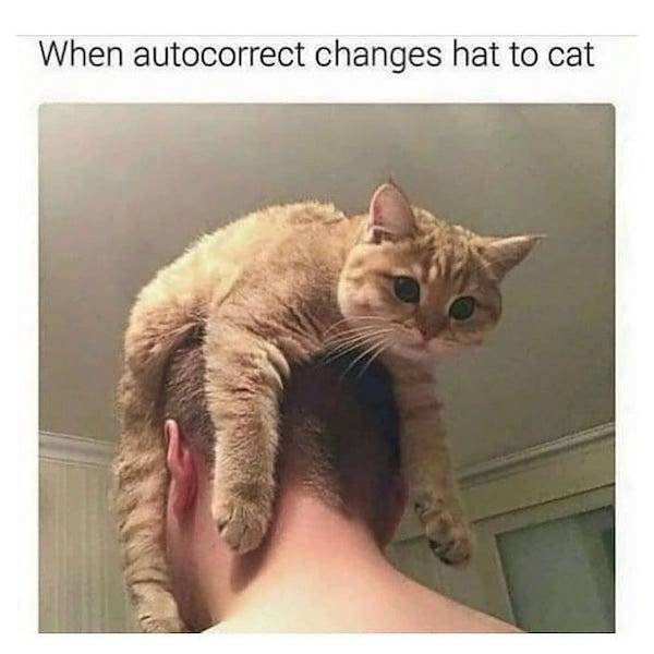 catmemes2_007
