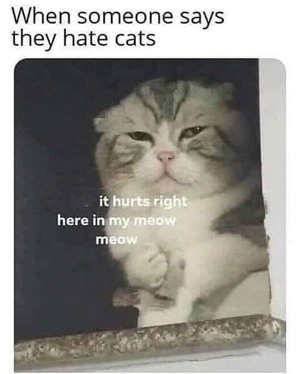 catmemes2_008