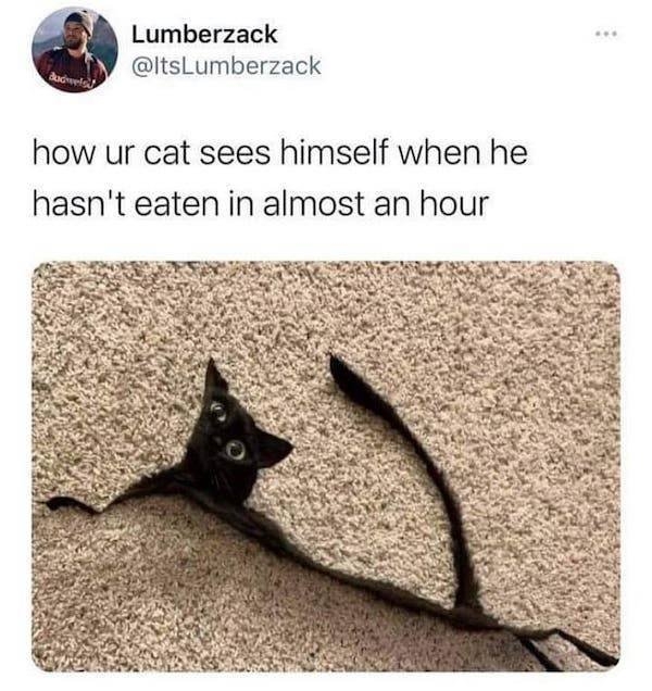 catmemes2_016