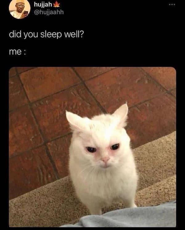 catmemes2_024